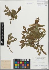 Foto von Salix hastata L.